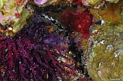 Siphonogorgia sp-Safaga Panomara Reef N-25m-20171123-Denis-ADER-DSC_3638_tn